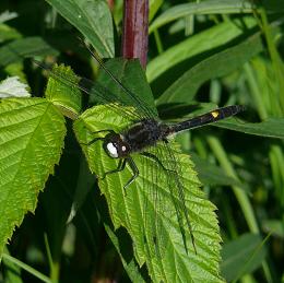 Dragonfly: Dot-tailed Whiteface